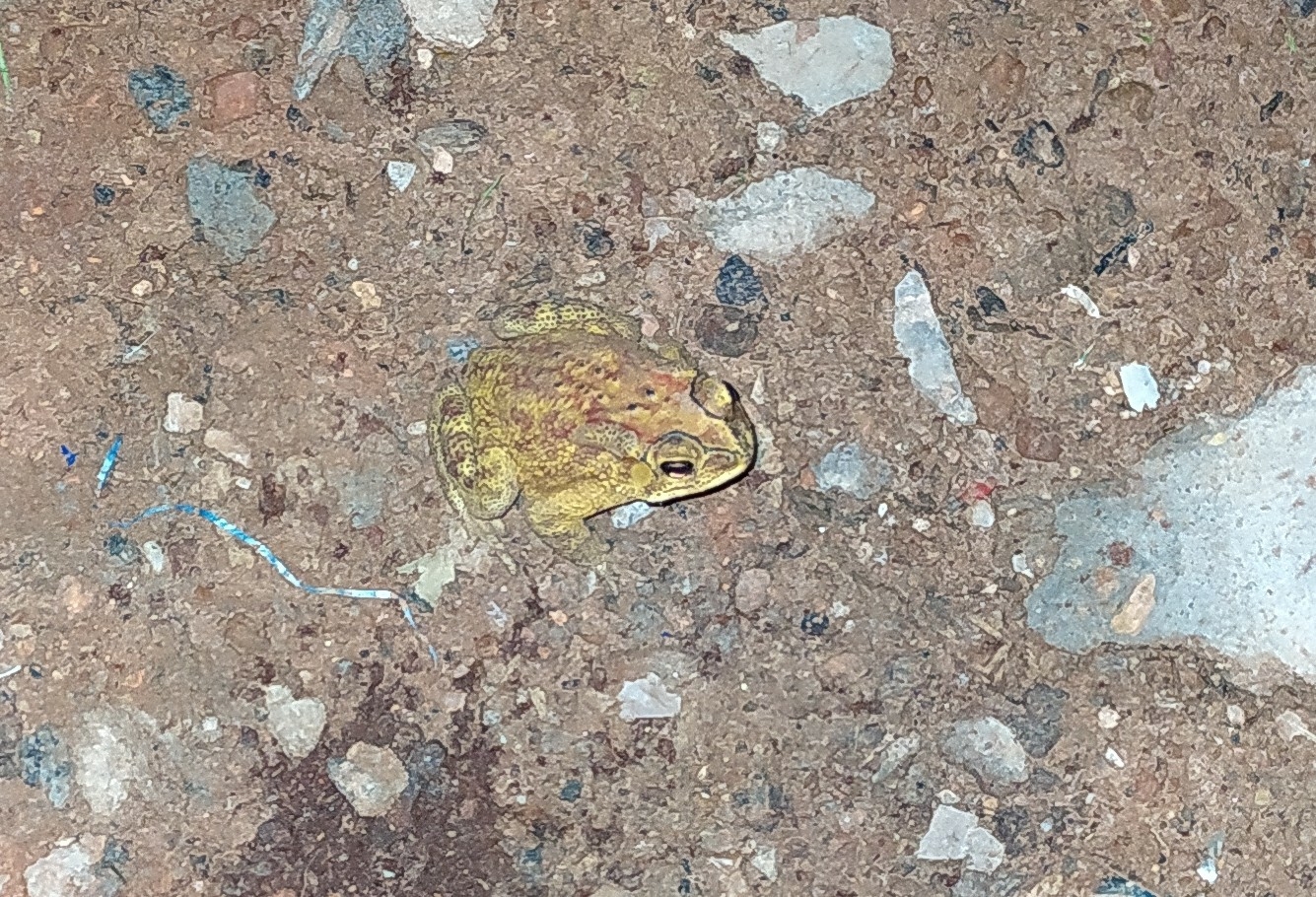 Indian Common True Toad