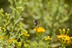 Hesperopsis libya