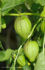 Physalis philadelphica