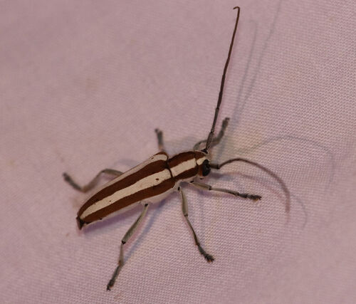 Round-headed Apple Tree Borer photo 4