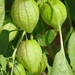 Large-flowered Tomatillo - Photo (c) Donna's Utopia, some rights reserved (CC BY-NC)