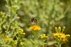 Hesperopsis libya