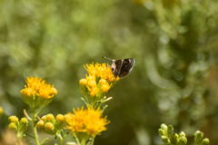 Hesperopsis libya