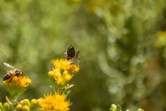Hesperopsis libya