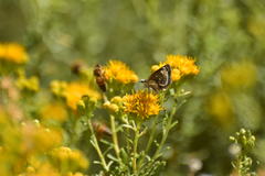 Hesperopsis libya