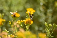 Hesperopsis libya