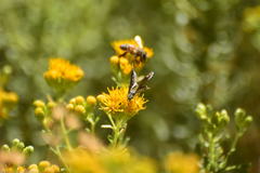 Hesperopsis libya