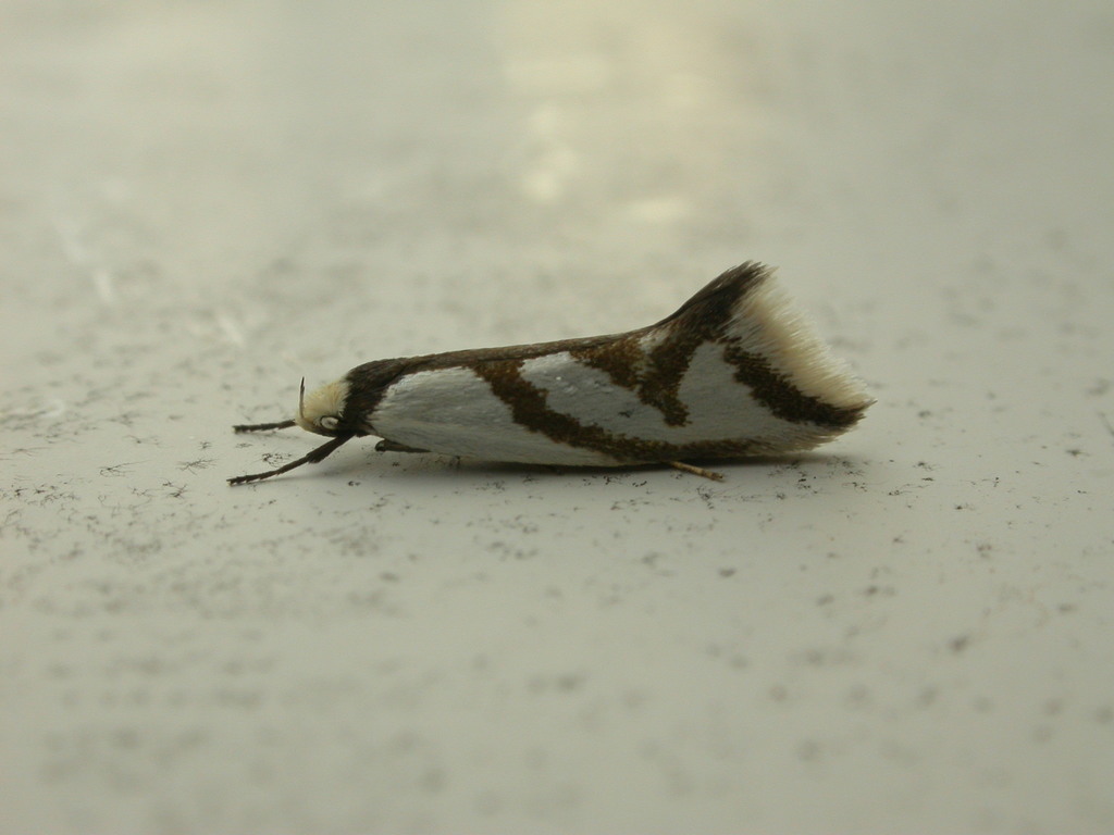 Ocystola