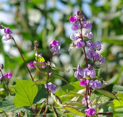 Fabaceae