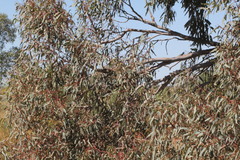 Eucalyptus coolabah