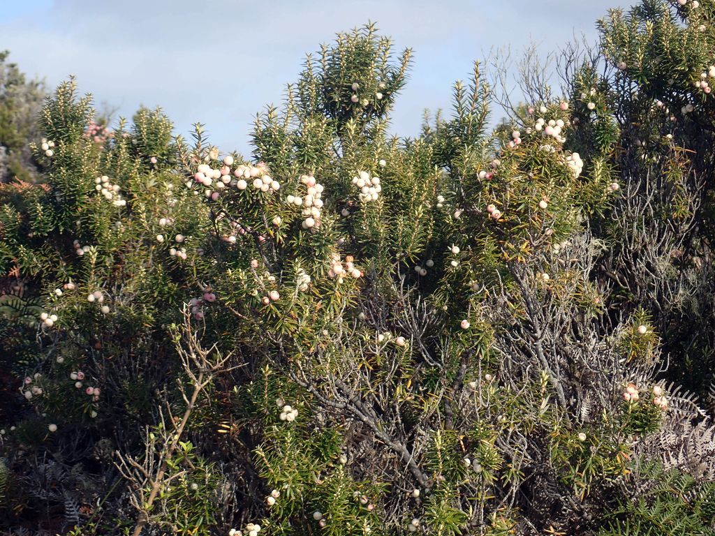 Leptecophylla robusta