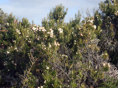 Leptecophylla robusta