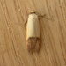 Tachystola stenoptera - Photo (c) Donald Hobern, algunos derechos reservados (CC BY)