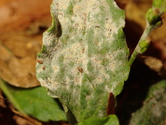 Podosphaera plantaginis