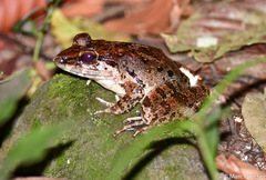 Limnonectes leporinus