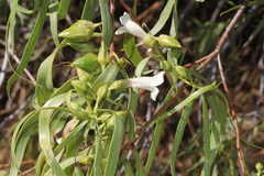 Eremophila bignoniiflora