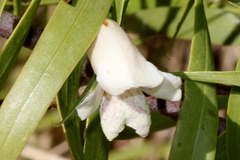 Eremophila bignoniiflora