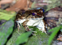 Limnonectes leporinus