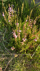 Calluna vulgaris