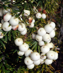 Leptecophylla robusta