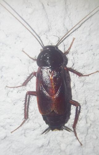 Oriental Cockroach