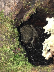 Glandirana rugosa