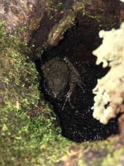 Glandirana rugosa