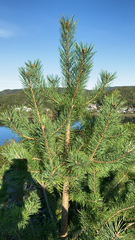 Pinus sylvestris
