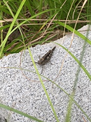 Trilophidia annulata