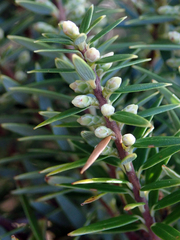 Leptecophylla robusta