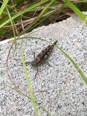 Trilophidia annulata