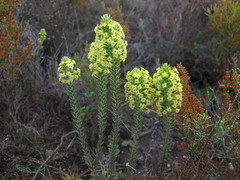 Struthiola mundii