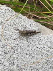 Trilophidia annulata