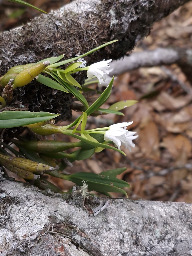 Cylindrolobus biflorus