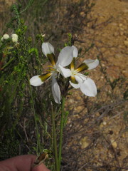 Aristea teretifolia