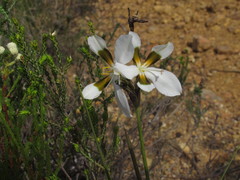 Aristea teretifolia