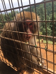 Macaca fuscata fuscata