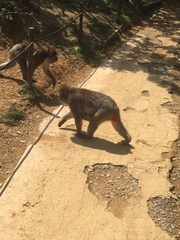 Macaca fuscata fuscata