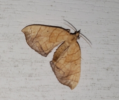 Eulithis diversilineata