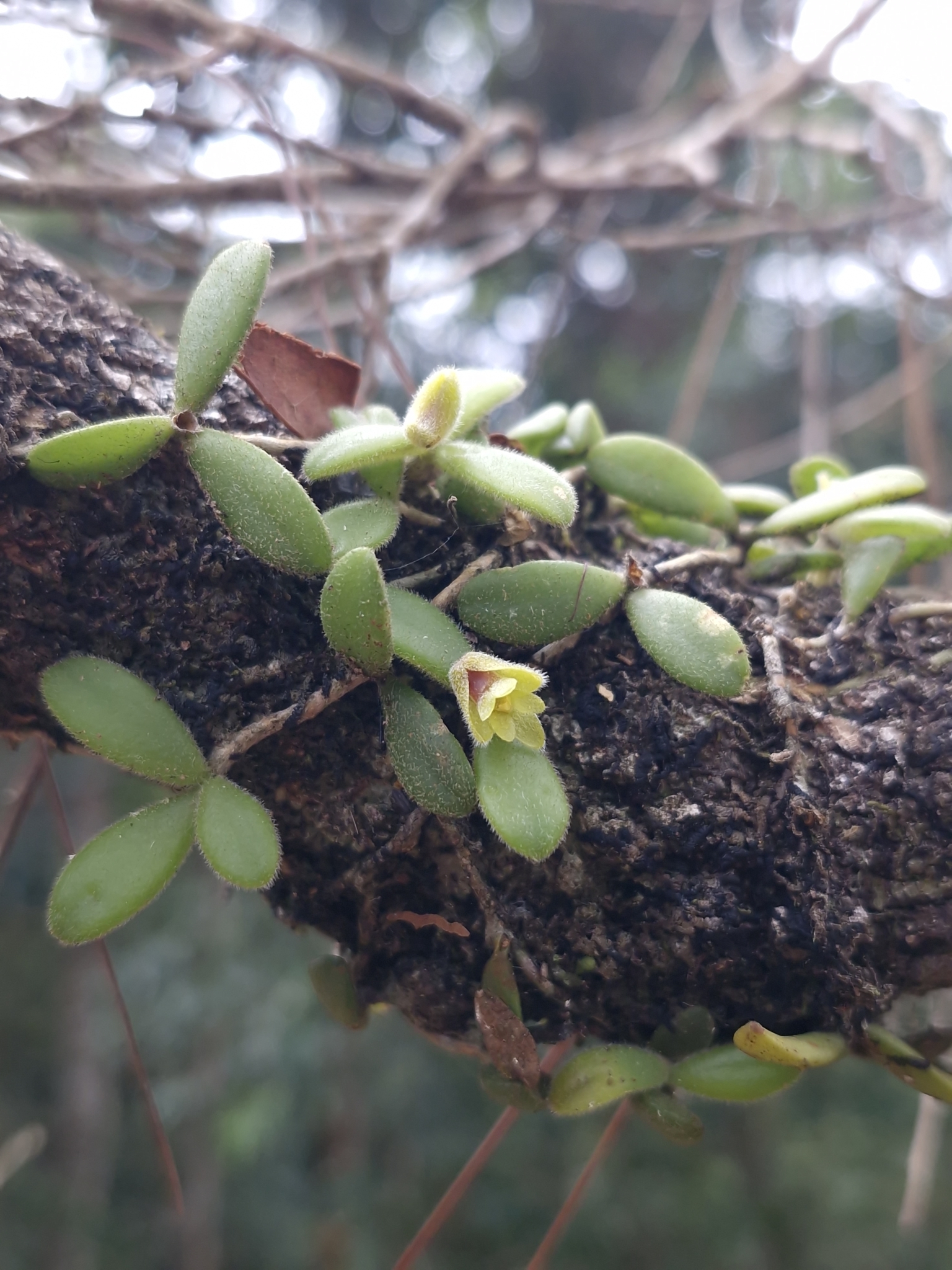Trichotosia dasyphylla — ảnh 2