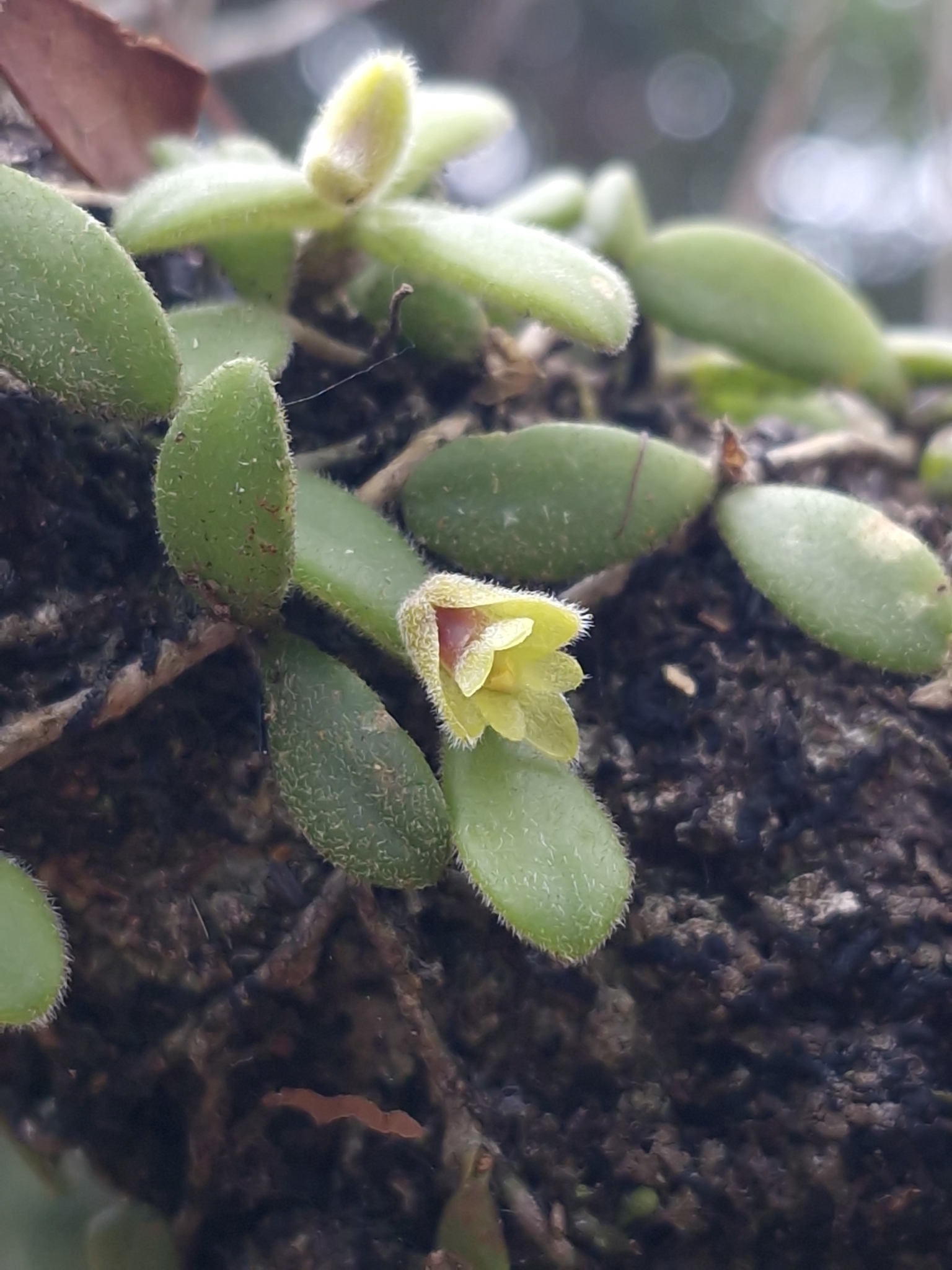 Trichotosia dasyphylla — ảnh 3