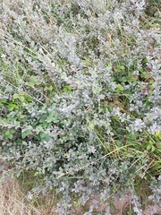 Salix repens