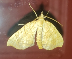 Eulithis diversilineata