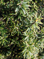 Leptecophylla robusta