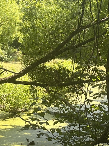 View observation of {o.common_name} on iNaturalist
