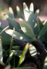 Leptecophylla robusta