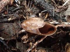Amborhytida