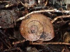 Amborhytida