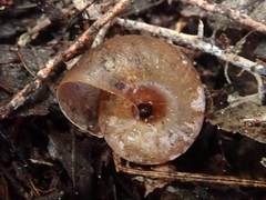 Amborhytida