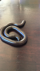 Afrotyphlops bibronii